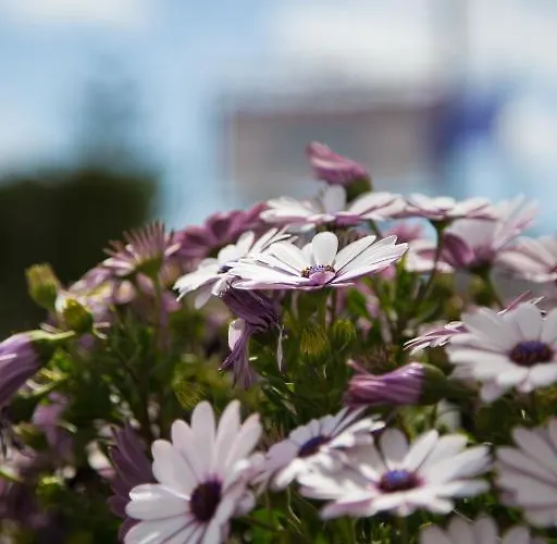 Jo Marinis Bed & Breakfast